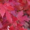 Red Sunset® Maple Tree -Zone Trees Store redsunsetmaple
