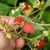 Regina Alpine Strawberry -Zone Trees Store regina