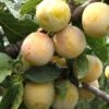 Reine De Mirabelle European Plum -Zone Trees Store reine mirabelle 1