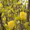 Yellow Bird Magnolia -Zone Trees Store rest 2 1 2133