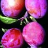 Rosy Gageâ„¢ European Plum 2 Rosy Gageâ„¢ European Plum -Zone Trees Store rosy gage 1