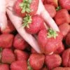 Seascape Strawberry Bundle (3 Packs) 1 Seascape Strawberry Bundle (3 Packs) -Zone Trees Store seascape 1 f9f64500 917d 477a b790 75976b75e8e3