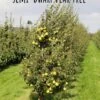 Nye Russet Barlett European Pear -Zone Trees Store semi dwarf pear tree 5