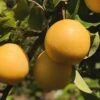 Combo Asian Pear Tree (3 Varieties) -Zone Trees Store shinseki asian pear 1
