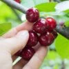 Combination Cherry Tree (3 Varieties) -Zone Trees Store shutterstock 105168959 8473009e abb8 4947 b041 6a8af1495524 1