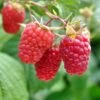 Excellent Everbearing Raspberry Bundle (6 Plants) -Zone Trees Store shutterstock 106618970 1 67027219 0733 47b3 82f8 fe42c025e1cc