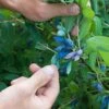 Blue Pacific™ Honeyberry -Zone Trees Store shutterstock 1126745747 1