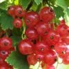 Gloire De Sablons Pink Currant