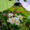 Male Hardy Kiwi -Zone Trees Store shutterstock 1133568533 1