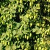Willamette Hops -Zone Trees Store shutterstock 113807377 1