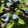Blue Hokkaido™ Honeyberry -Zone Trees Store shutterstock 1172278570 1