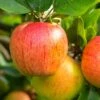 Tompkins King Apple Tree -Zone Trees Store shutterstock 1175334706 1