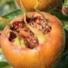 Macrocarpa Medlar -Zone Trees Store shutterstock 1182683059 1