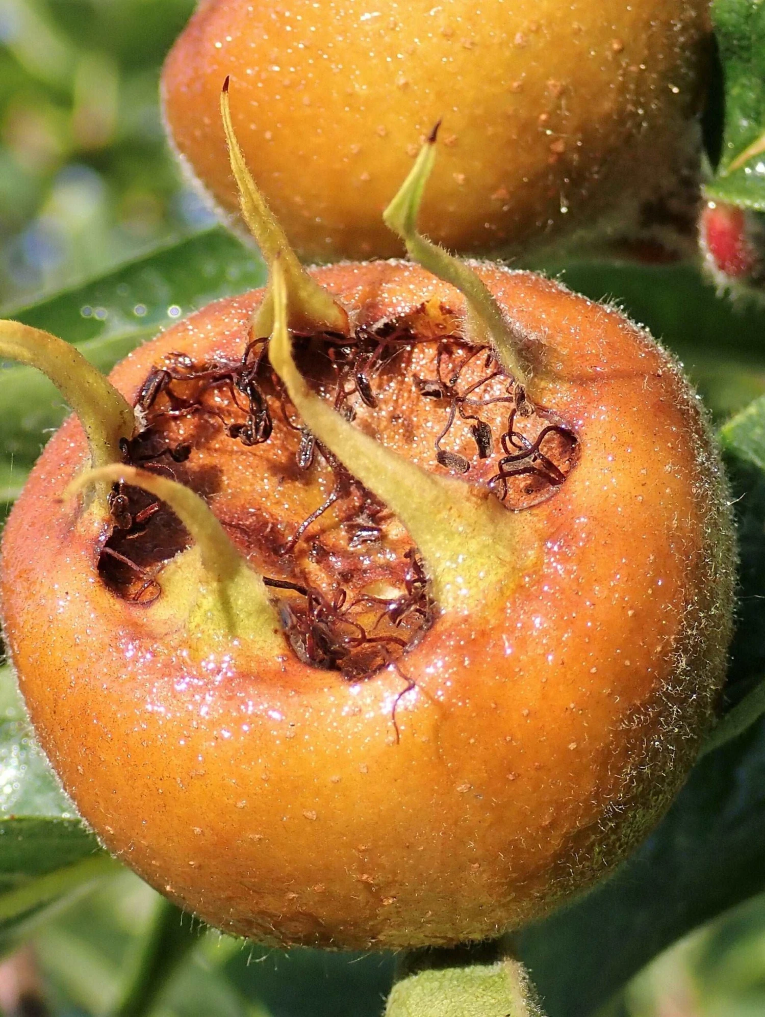 Macrocarpa Medlar 3 Macrocarpa Medlar