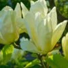 Elizabeth Magnolia -Zone Trees Store shutterstock 1383157025 1