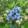 Jersey Blueberry -Zone Trees Store shutterstock 1419055868 2 1
