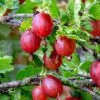Tixia Gooseberry -Zone Trees Store shutterstock 1458321413 1