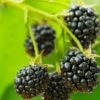 Cascade Trailing Blackberry -Zone Trees Store shutterstock 150412592 1