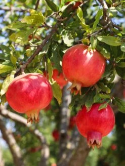 Crimson Sky™ Pomegranate