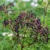 York Elderberry -Zone Trees Store shutterstock 1510672694 1