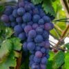 Campbell's Early Grape -Zone Trees Store shutterstock 1524501632 1