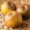 Egremont Russet Apple -Zone Trees Store shutterstock 1548607520 1