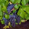 Pinot Precoce Grape -Zone Trees Store shutterstock 1622669122 1