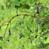 Blue Moon Honeyberry -Zone Trees Store shutterstock 1623606694 1