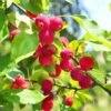 Dolgo Crabapple 1 Dolgo Crabapple -Zone Trees Store shutterstock 1664375074 1
