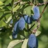 Blue Bird Honeyberry