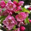 Pink Cloud Crabapple 1 Pink Cloud Crabapple -Zone Trees Store shutterstock 1689034981 1