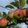 Rubinette Apple -Zone Trees Store shutterstock 1700562049 1