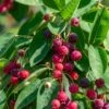 Autumn Brilliance Serviceberry -Zone Trees Store shutterstock 1703021887 1