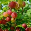 Welcome Gooseberry -Zone Trees Store shutterstock 1816053620 1