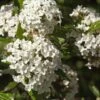 Alpha Burkwood Viburnum -Zone Trees Store shutterstock 1974574043 1