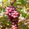 Flame Seedless Grape 1 Flame Seedless Grape -Zone Trees Store shutterstock 2104746380 1