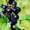 Prince Consort Black Currant -Zone Trees Store shutterstock 219100882 1