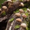 Shiitake Mushroom (100 Dowels) -Zone Trees Store shutterstock 227708122 1