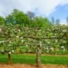 2 Tier Apple Espalier Combo Tree (2 Varieties) -Zone Trees Store shutterstock 310804814 1