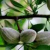 Nikita's Pride Almond™ -Zone Trees Store shutterstock 353378804 2c31c2d9 0f2b 47e0 8704 48a60846fb00 1