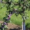 Prune D'Ente 707 European Plum -Zone Trees Store shutterstock 35830549 1 1