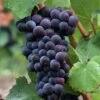 Pinot Noir #374 Grape -Zone Trees Store shutterstock 37195030 1
