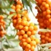 Orange Energy® Seaberry -Zone Trees Store shutterstock 38135257 1