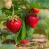 Sweet Sunrise Strawberry 2 Sweet Sunrise Strawberry -Zone Trees Store shutterstock 430640533 1