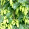 Tettnang Hops -Zone Trees Store shutterstock 458723932 1