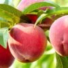 Nanaimoâ„¢ Peach 2 Nanaimoâ„¢ Peach -Zone Trees Store shutterstock 461362930 bb8408d5 b691 461e b9de bba76d983cfd 1