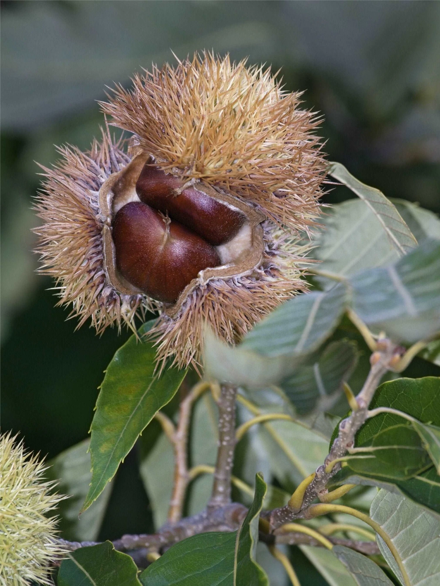 Chinese Chestnut Seedling 3 Chinese Chestnut Seedling