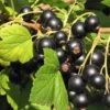 Hill's Kiev Select Black Currant -Zone Trees Store shutterstock 49326529 1