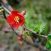 Crimson And Gold Flowering Quince -Zone Trees Store shutterstock 49849171 1
