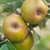 Ashmead's Kernel Apple 1 Ashmead's Kernel Apple -Zone Trees Store shutterstock 511724 2 1